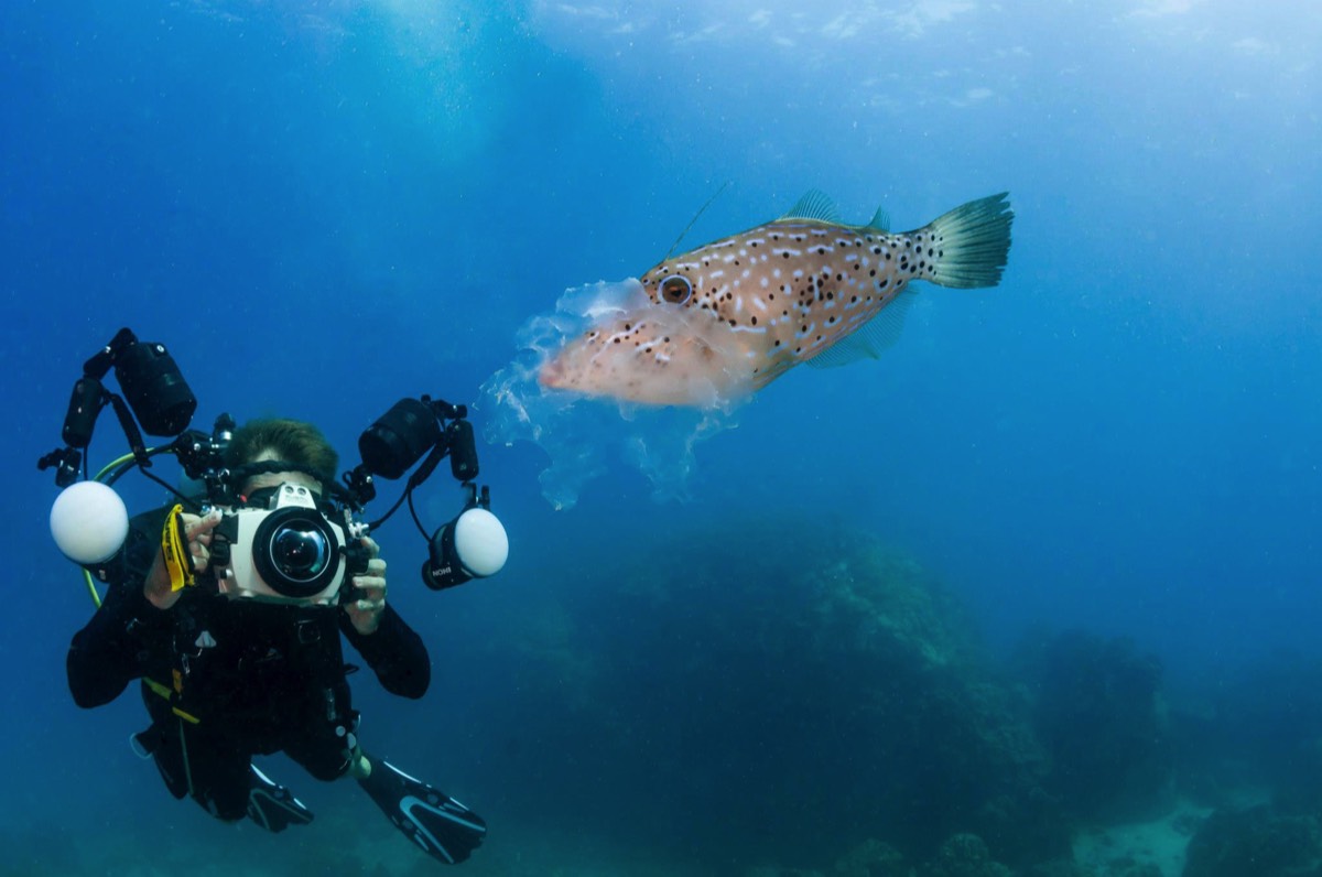 Alex-Tyrrell-Photographing-Filefish