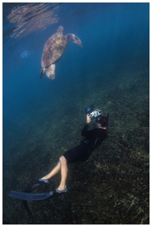 Alex-Tyrrell-Photographing-Green-Turtle