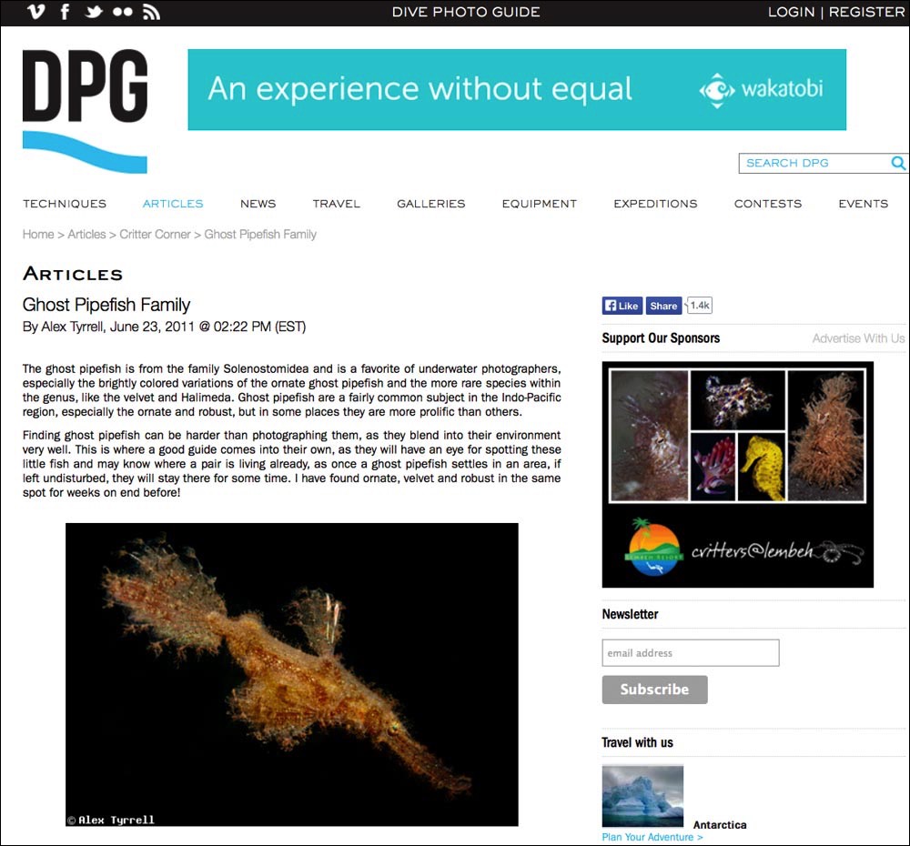 DivePhotoGuide Ghost Pipefish Family
