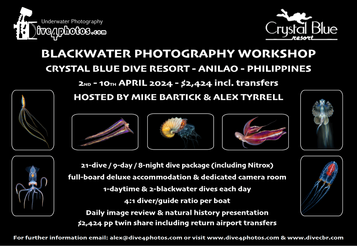 Anilao-Blackwater-Photography-Workshop-April-2024