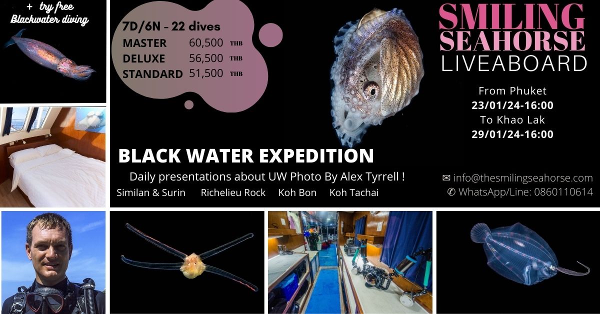 Smiling-Seahorse-Blackwater-Expedition-Jan-2024