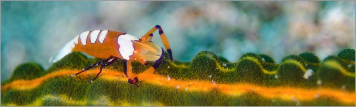 Custom-Underwater-Photograhy-Training-Emperor-Shrimp