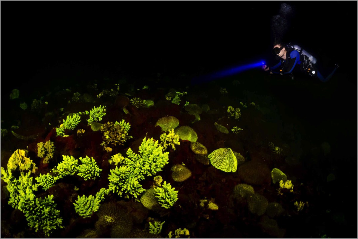 Fluorescent-Photography-Course-Fluo-Reef