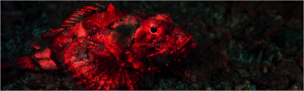 Fluorescent-Photography-Course-Fluo-Scorpionfish