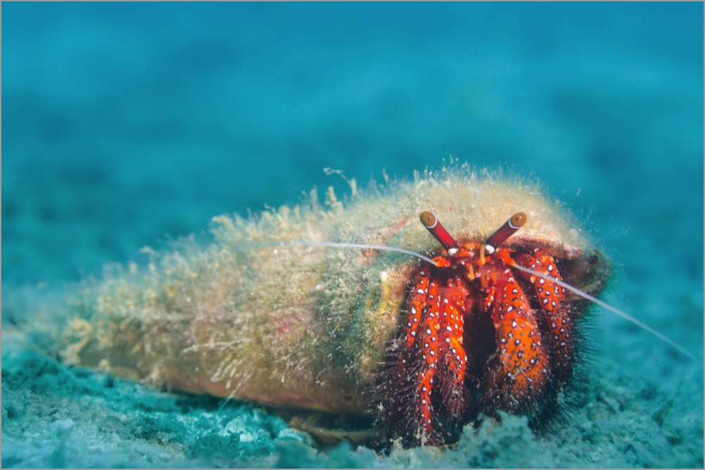 PADI-DUP-White-Spotted-Hermit-Crab