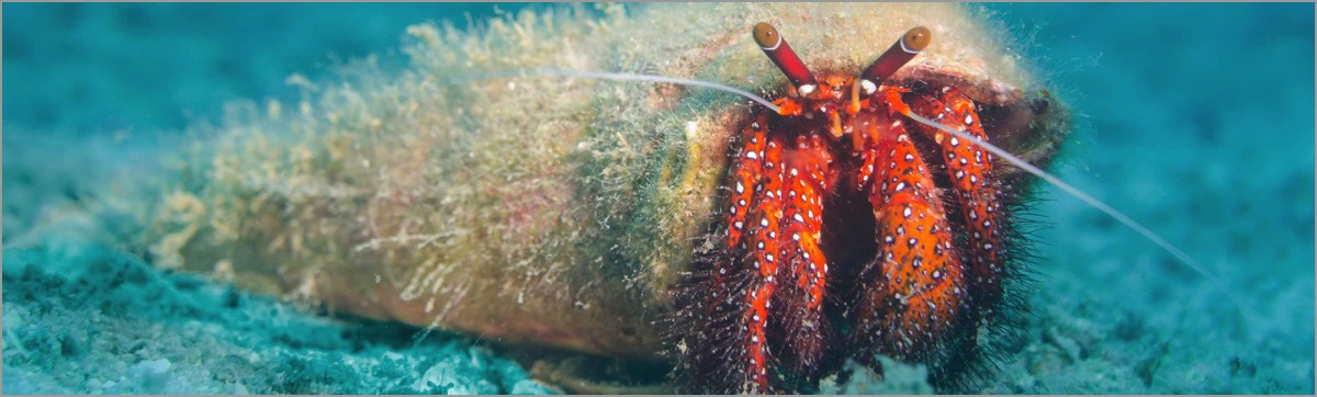 PADI-DUP-White-Spotted-Hermit-Crab