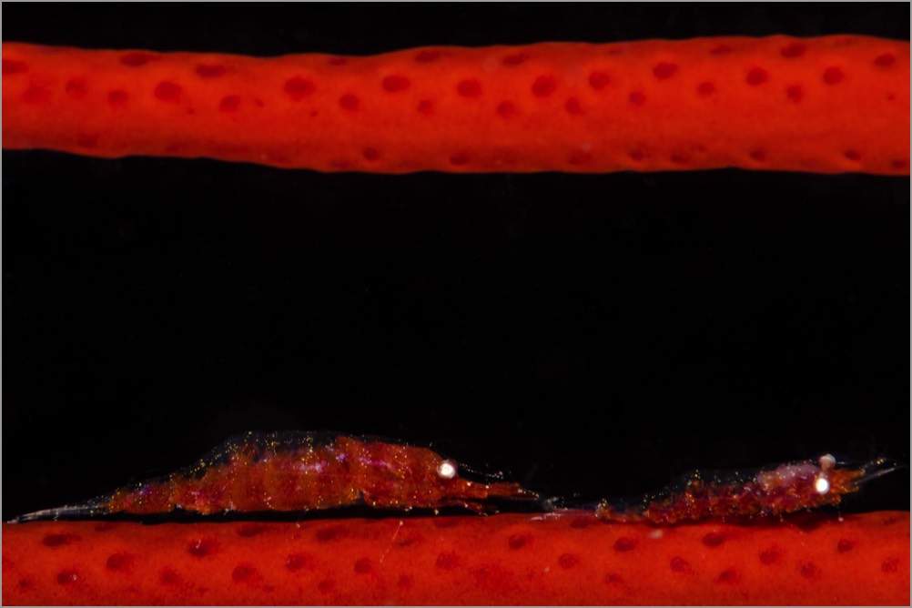 PADI-Dive-Centre-Pro-Photographer-Gorgonian-Shrimp